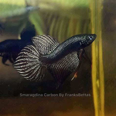 Franks Bettas.